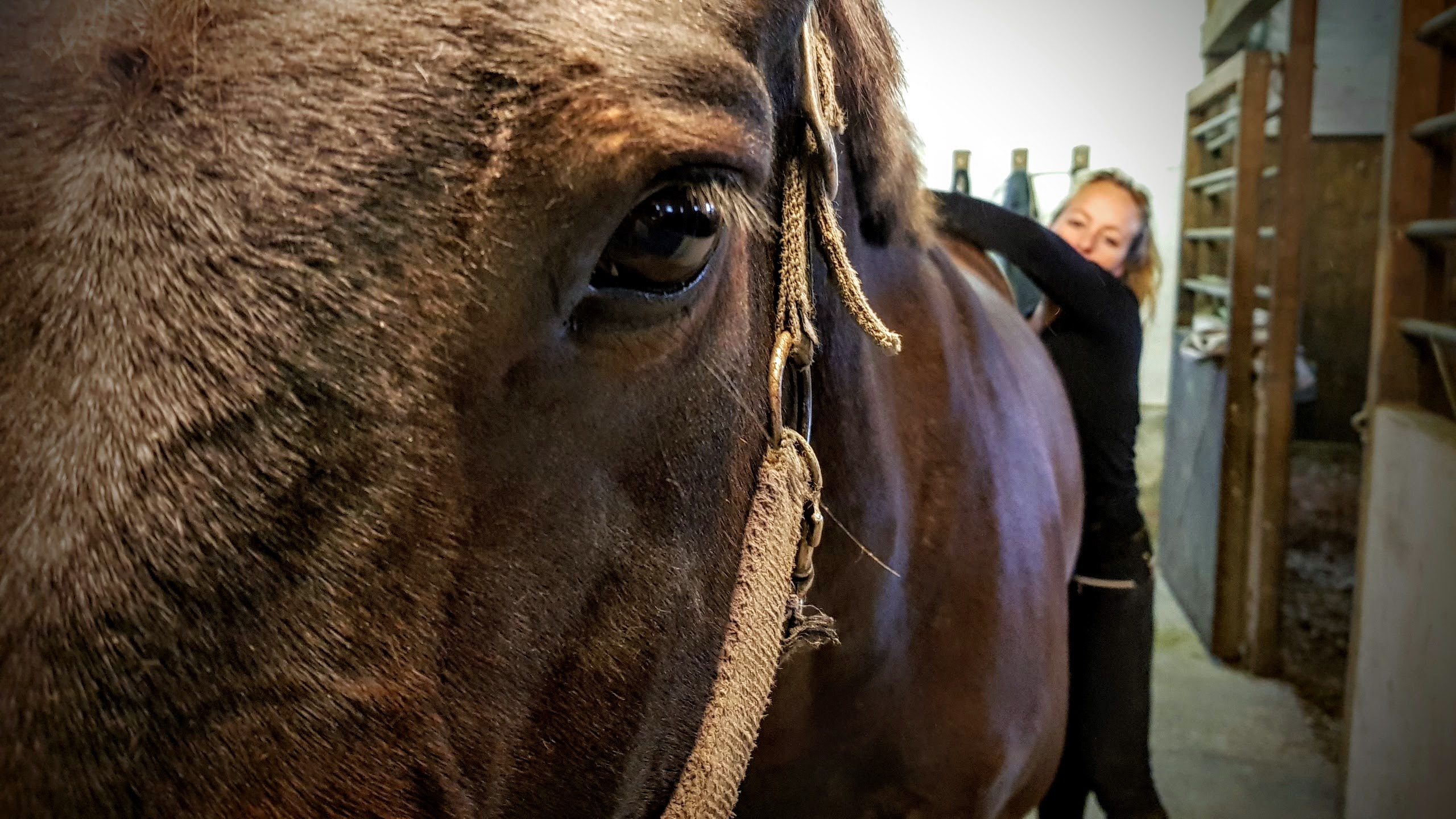 Hest Freja Flensburg Hestemassør Hestemassage Hest Freja Flensburg Hestemassør Hestemassage