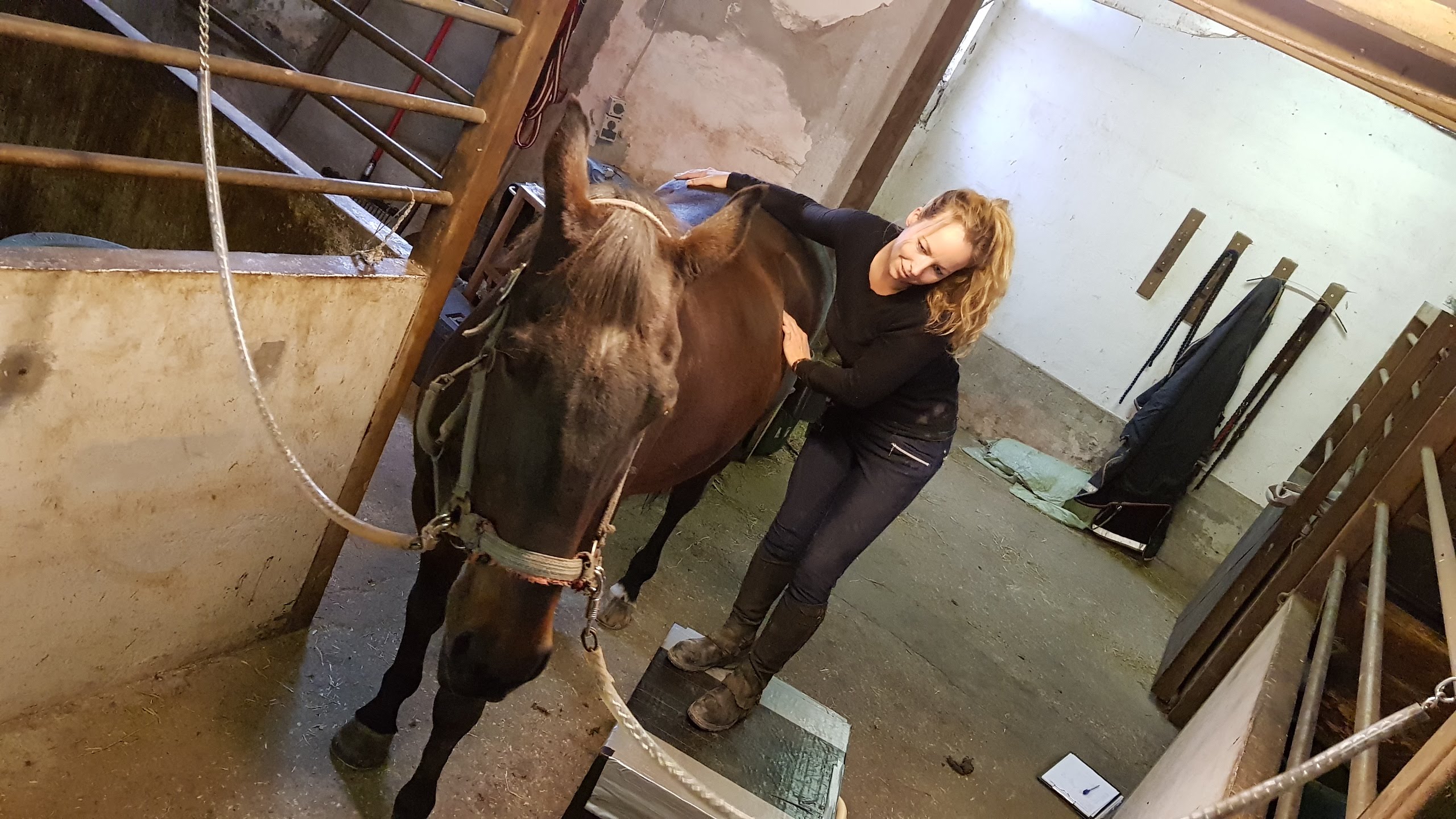 Hest Freja Flensburg Hestemassør Hestemassage