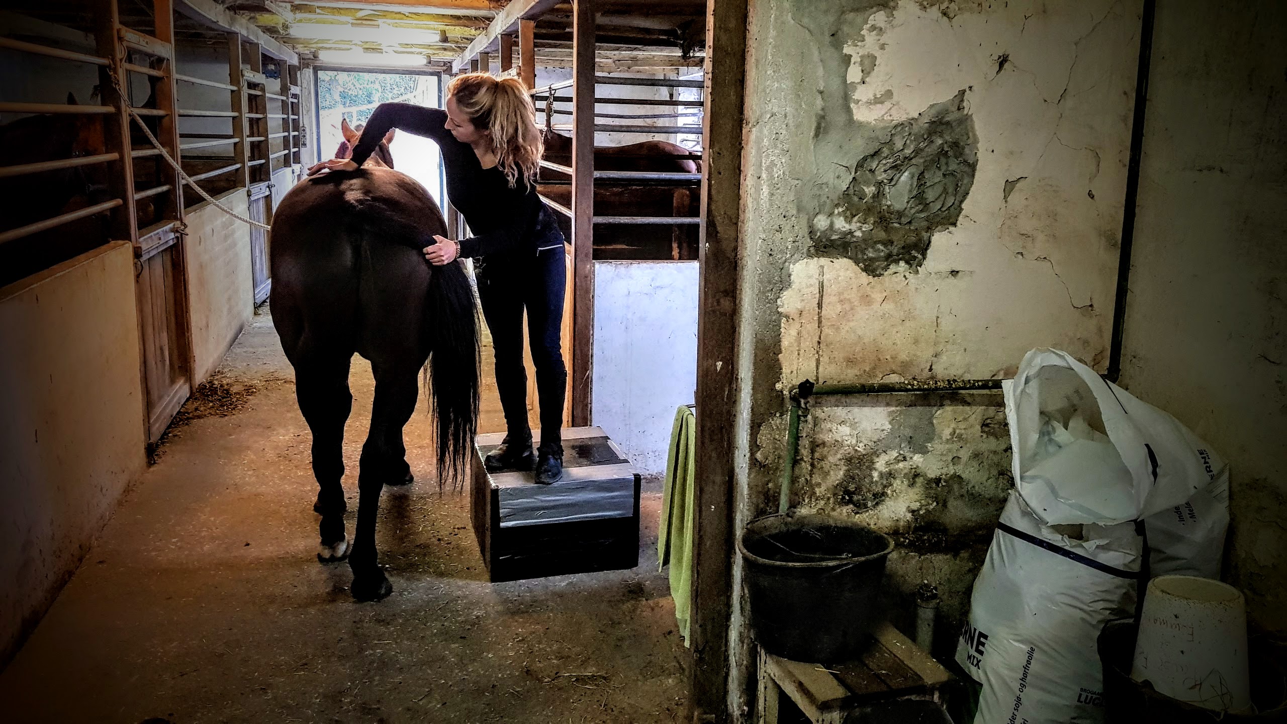Hest Freja Flensburg Hestemassør Hestemassage Hest Freja Flensburg Hestemassør Hestemassage