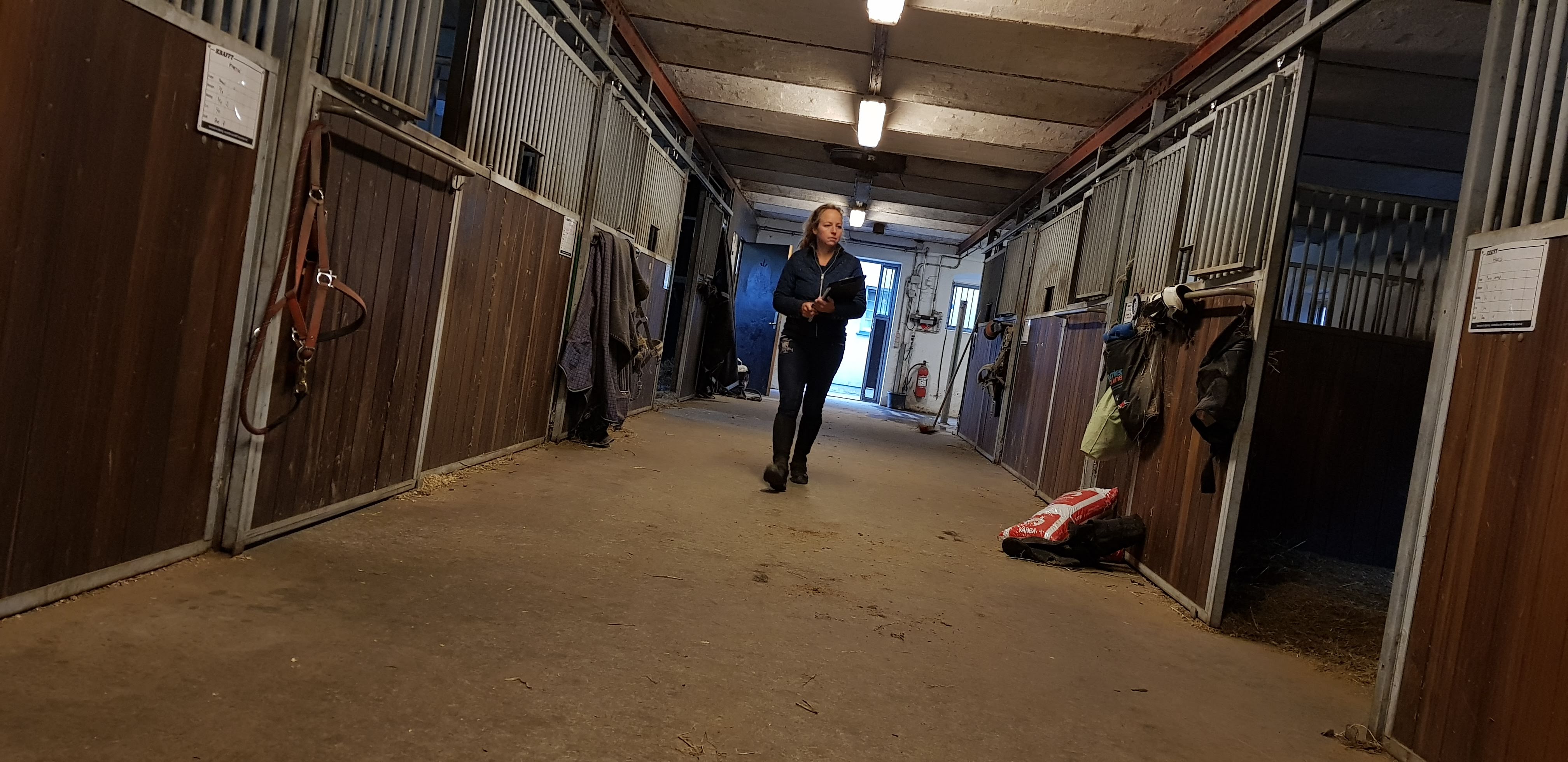 stald Hest Freja Flensburg Hestemassør Hestemassage
