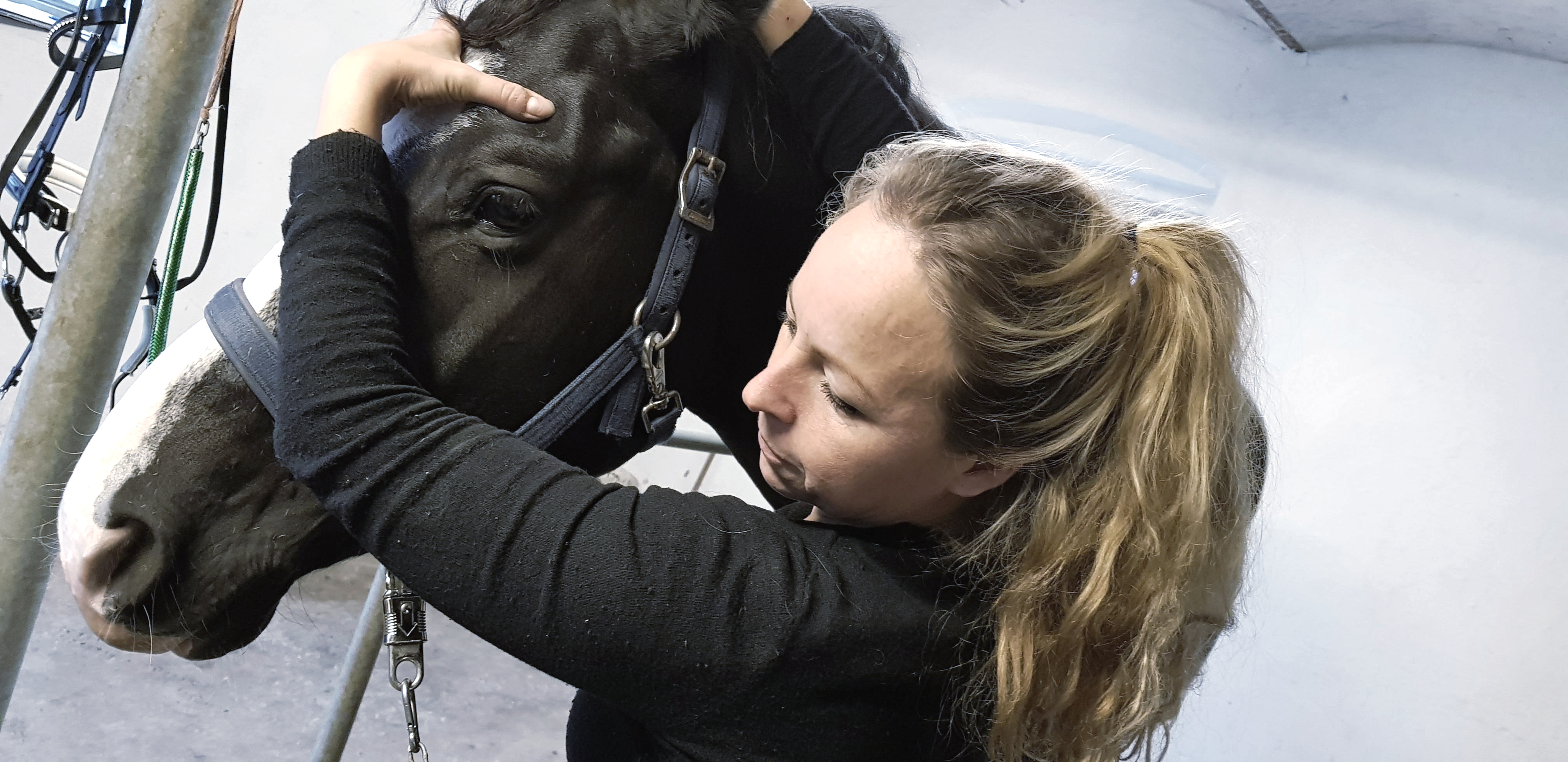 Kranio Sakral Terapi Hest Freja Flensburg Hestemassør Hestemassage Kranio Sakral Terapi Hest Freja Flensburg Hestemassør Hestemassage