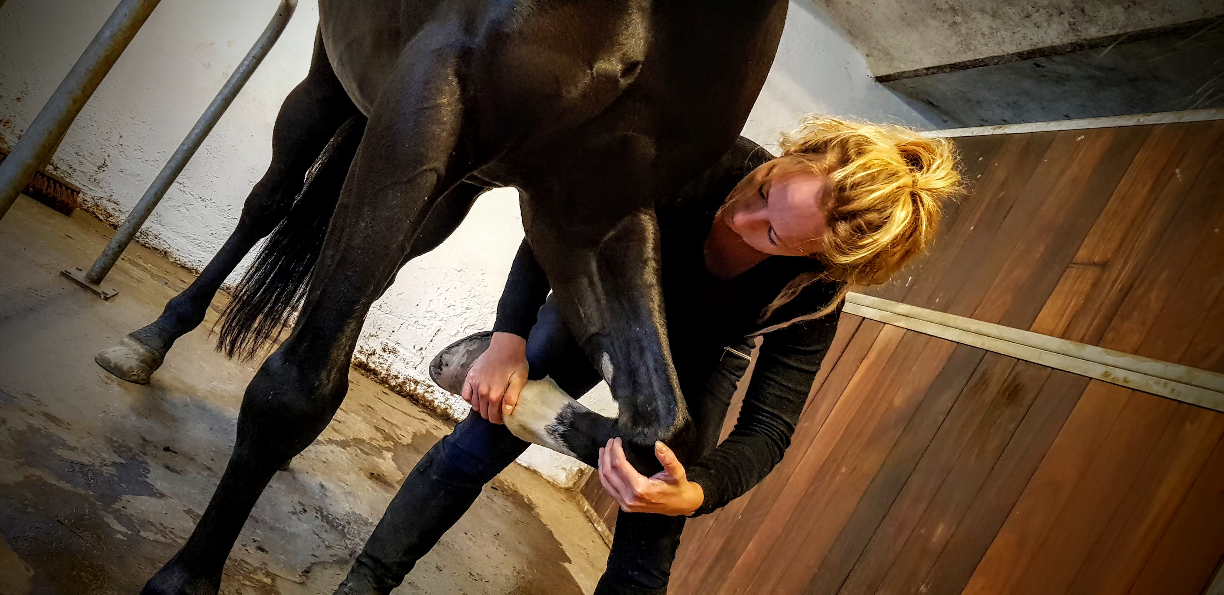 Hest Freja Flensburg Hestemassør Hestemassage Hest Freja Flensburg Hestemassør Hestemassage