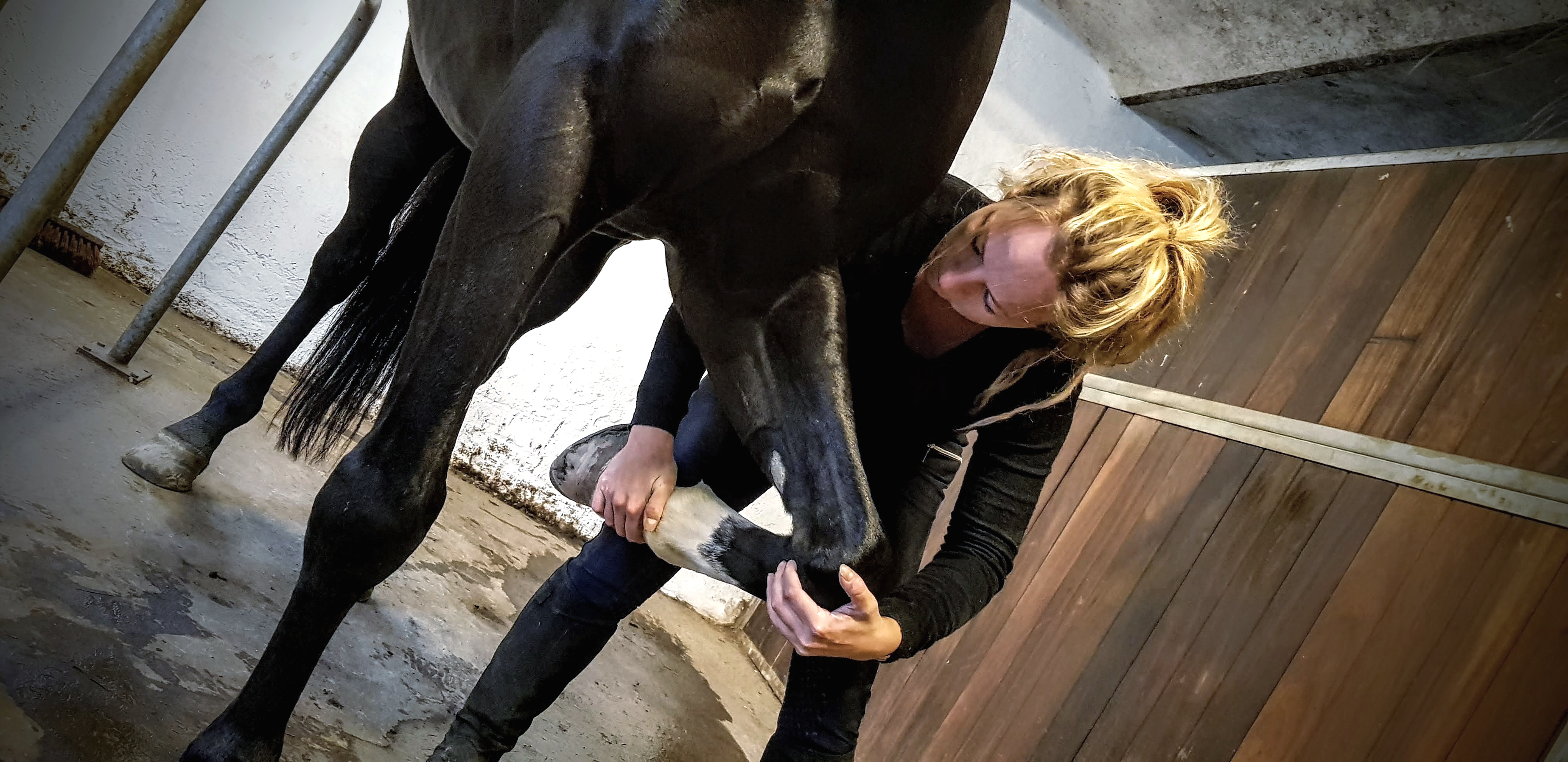 Ledmobilisering Hest Freja Flensburg Hestemassør Hestemassage Ledmobilisering Hest Freja Flensburg Hestemassør Hestemassage