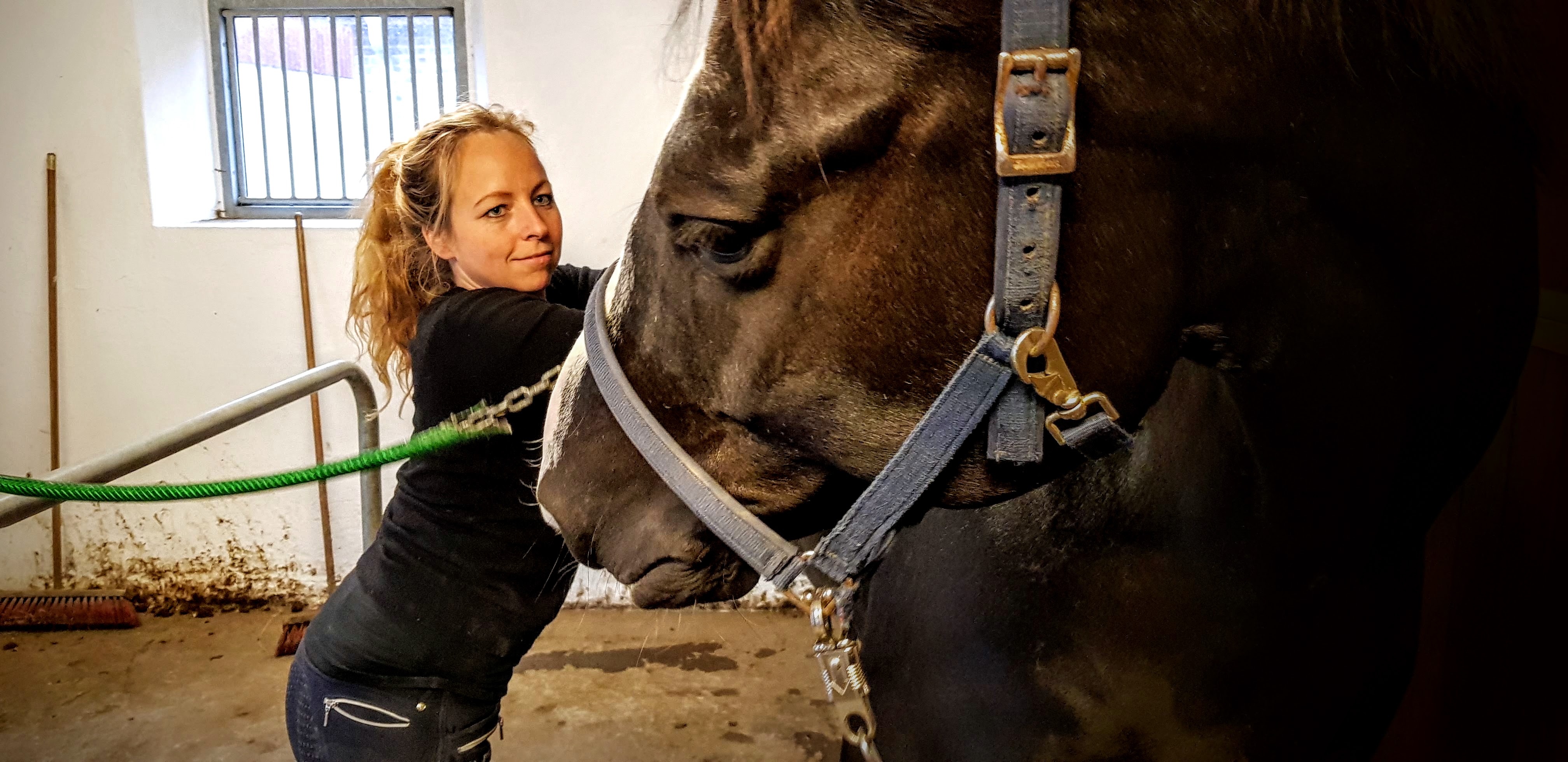 Hest Freja Flensburg Hestemassør Hestemassage Hest Freja Flensburg Hestemassør Hestemassage