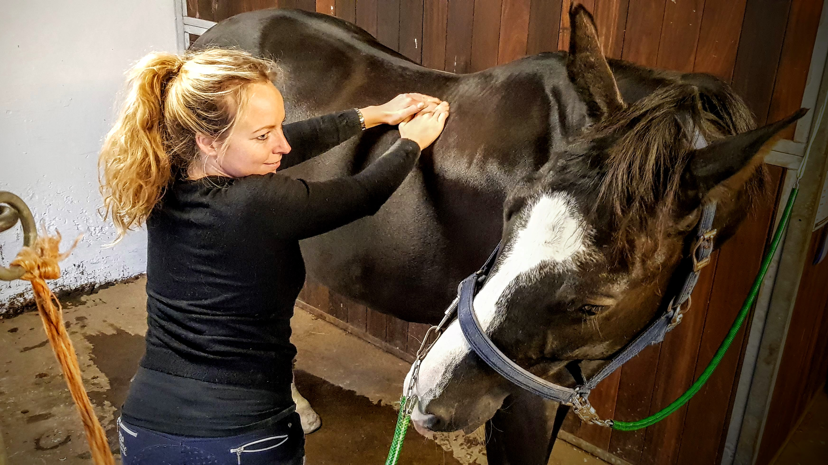 Hest Freja Flensburg Hestemassør Hestemassage Hest Freja Flensburg Hestemassør Hestemassage