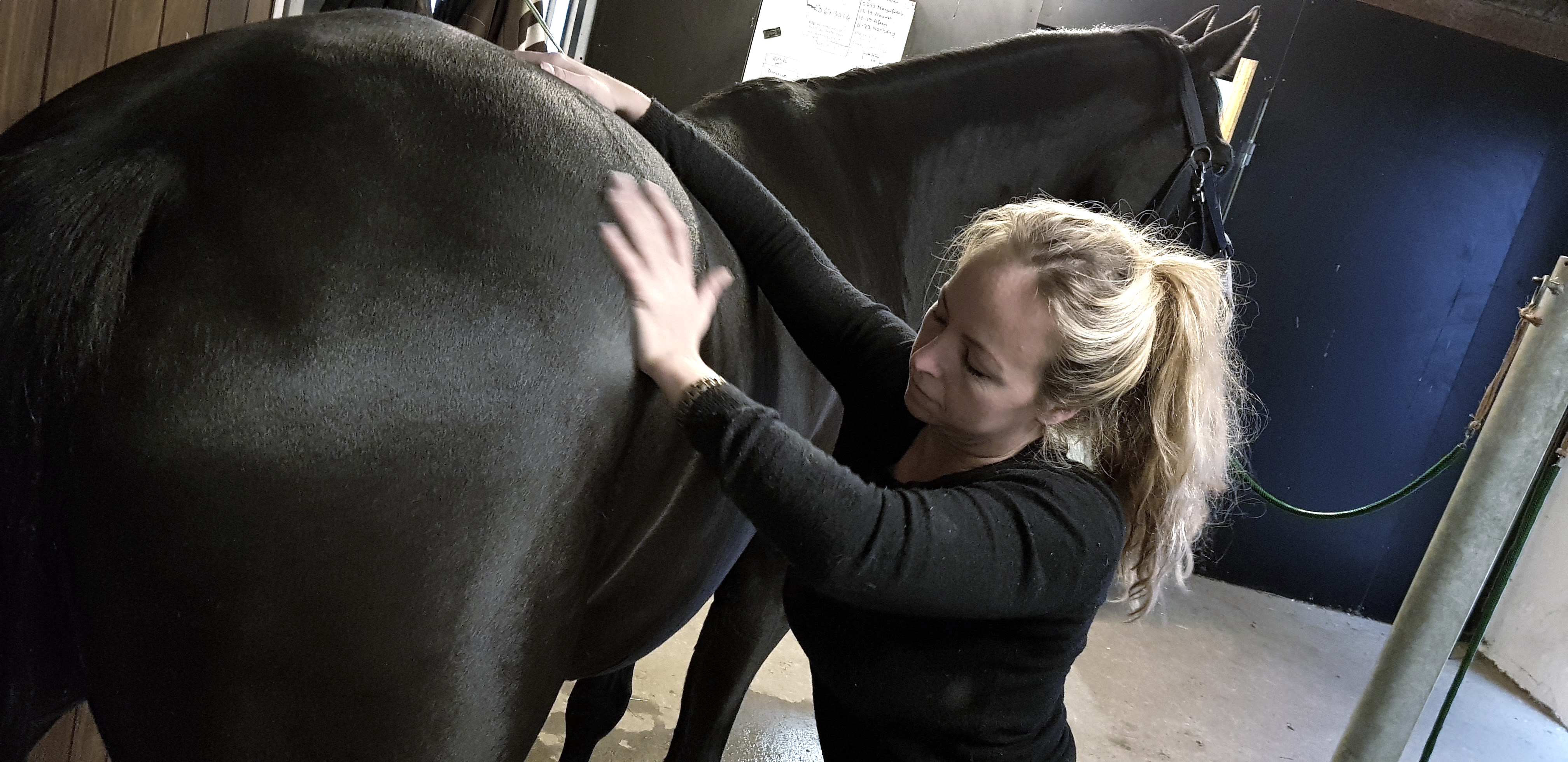 Hest Freja Flensburg Hestemassør Hestemassage Hest Freja Flensburg Hestemassør Hestemassage