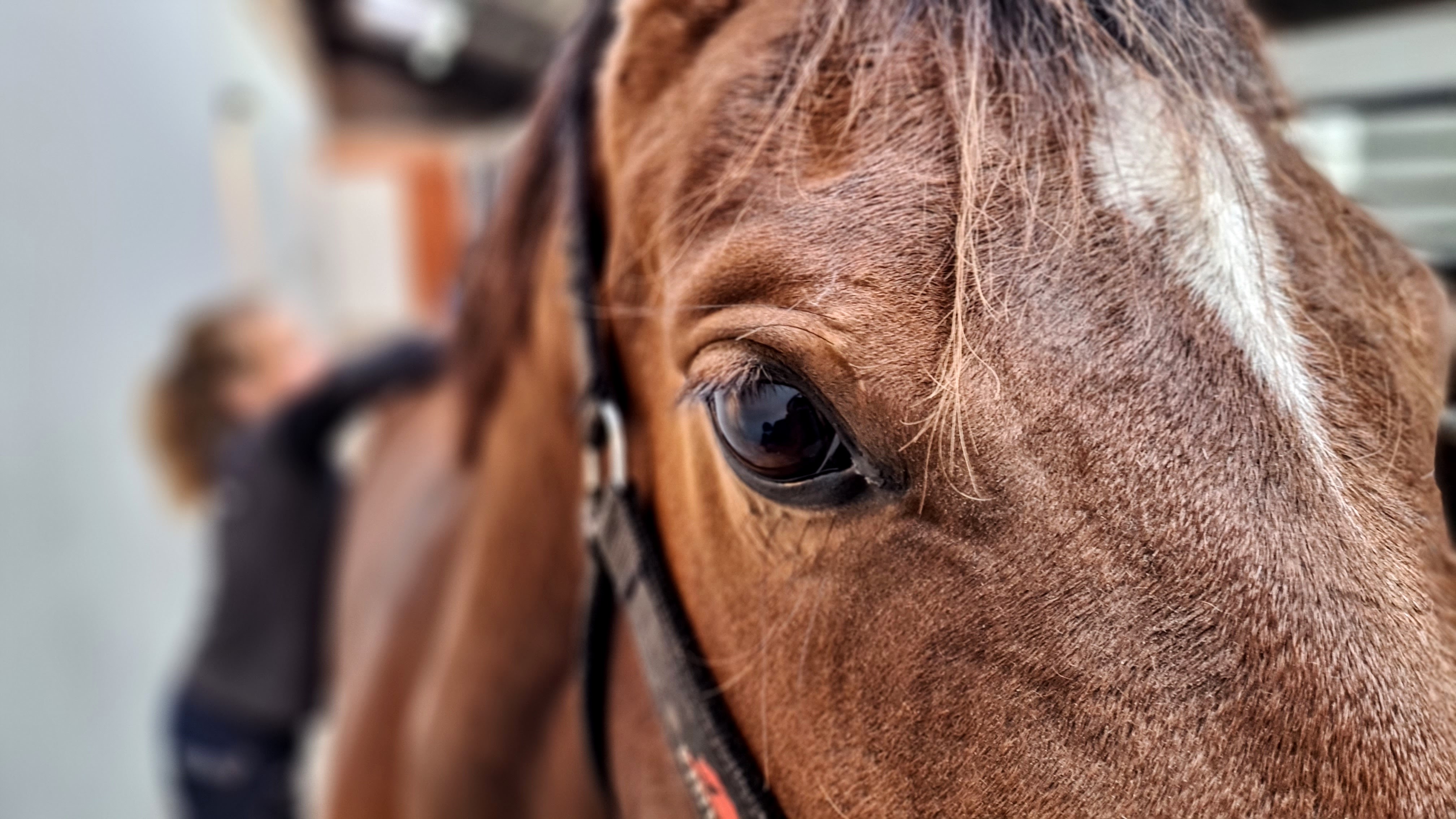 Hest Freja Flensburg Hestemassør Hestemassage