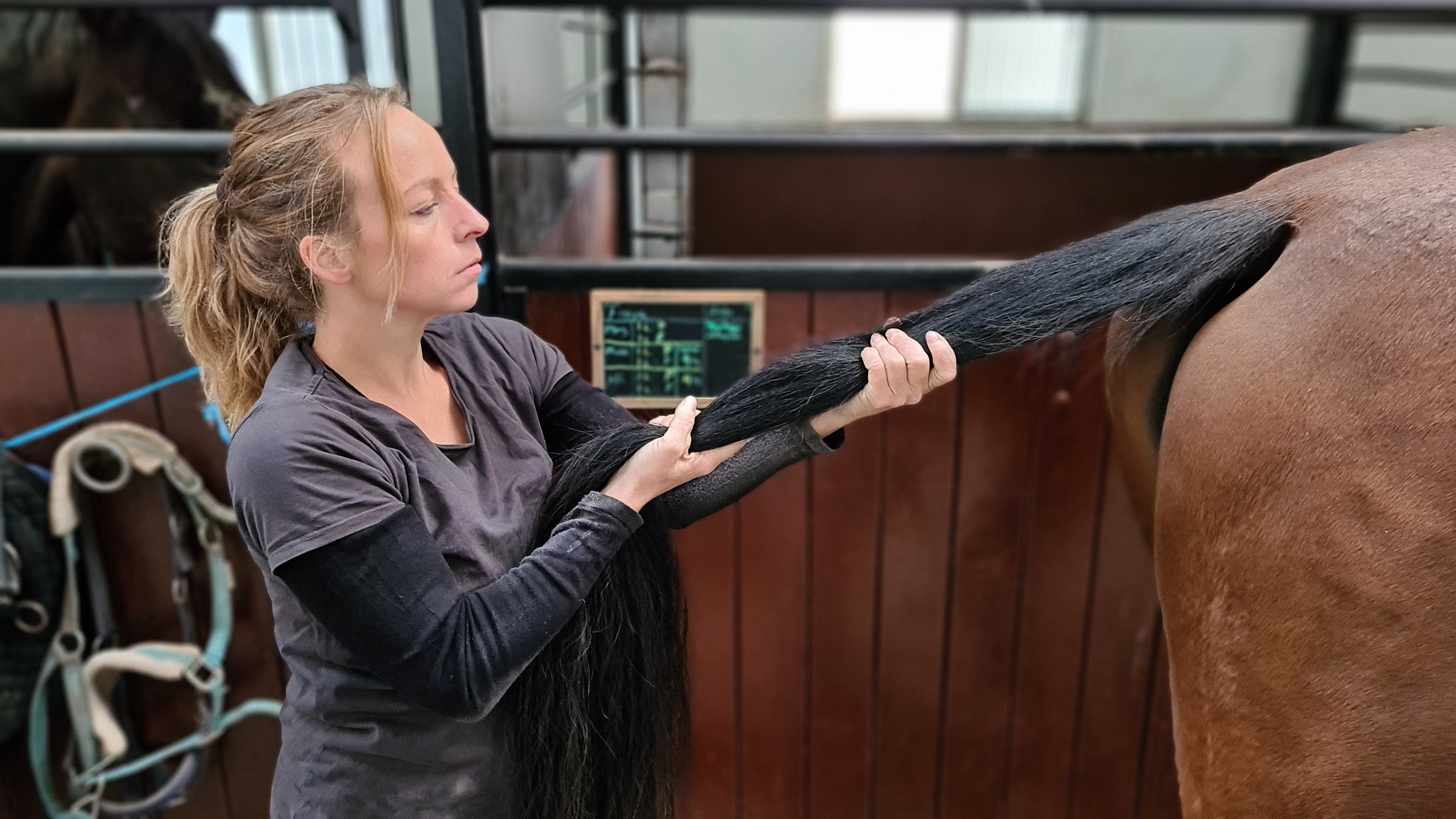 Udstrækning afspænding Hest Freja Flensburg Hestemassør Hestemassage Udstrækning afspænding Hest Freja Flensburg Hestemassør Hestemassage