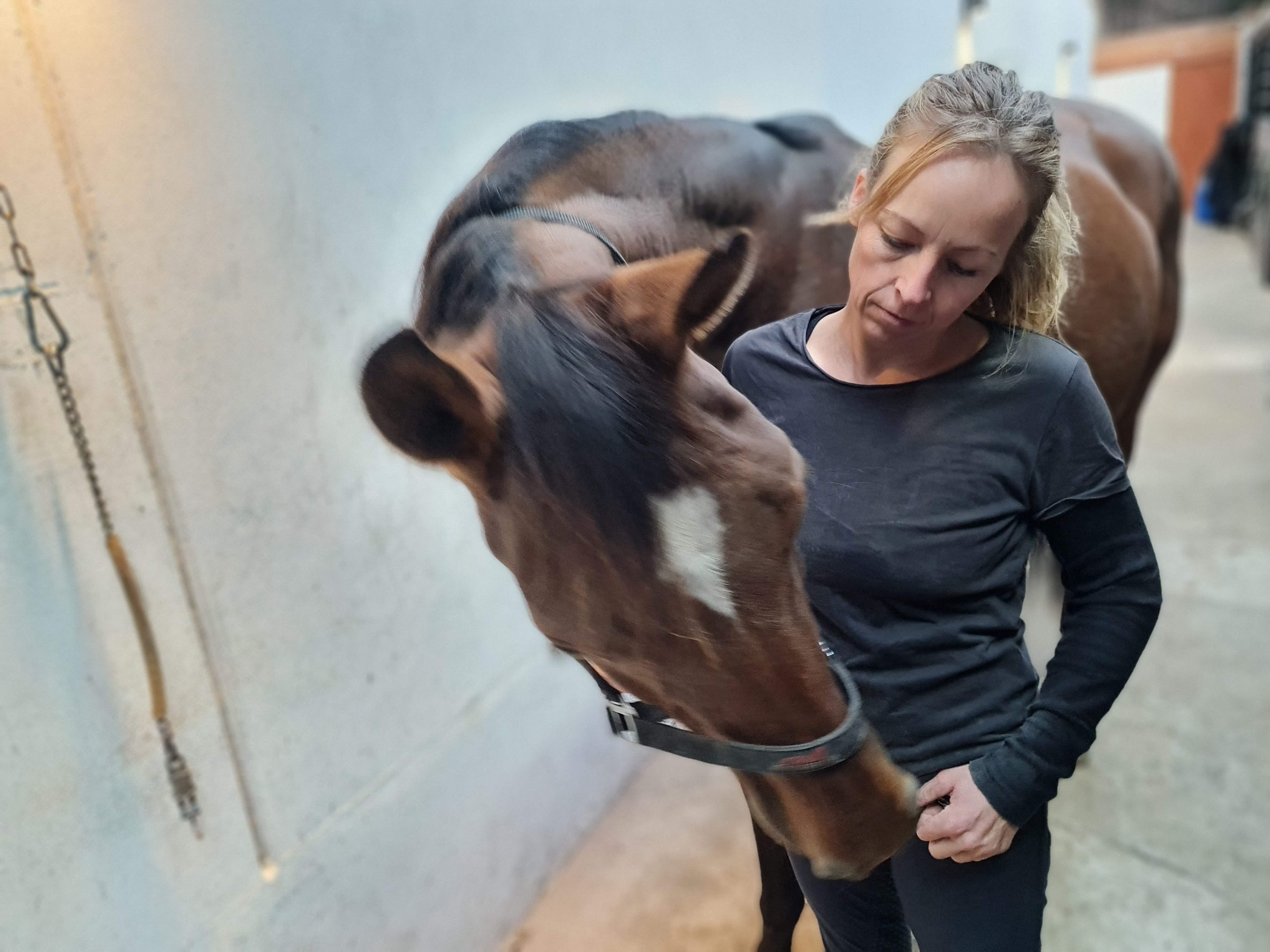Hest Freja Flensburg Hestemassør Hestemassage