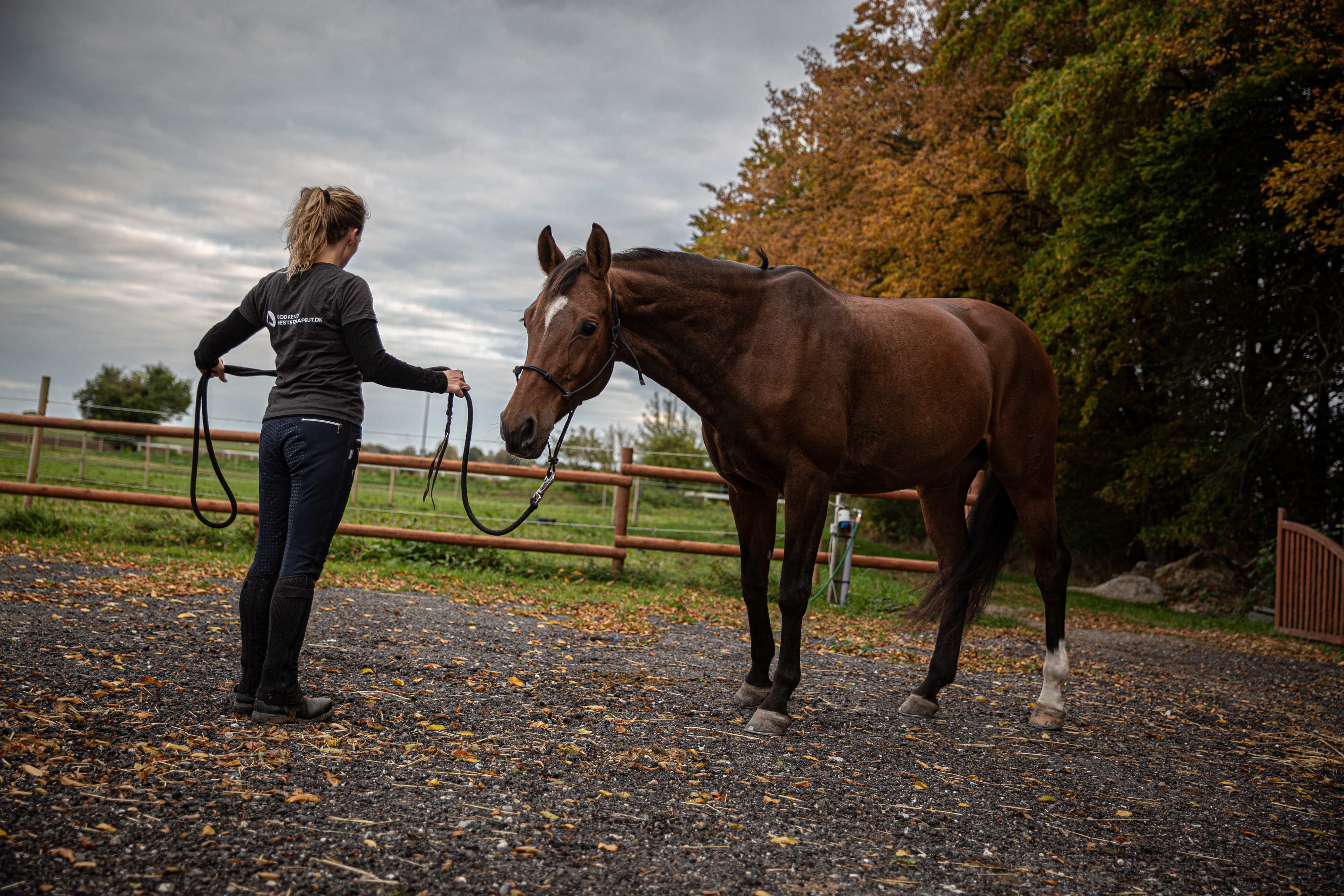Hest Freja Flensburg Hestemassør Hestemassage træning Hest Freja Flensburg Hestemassør Hestemassage træning