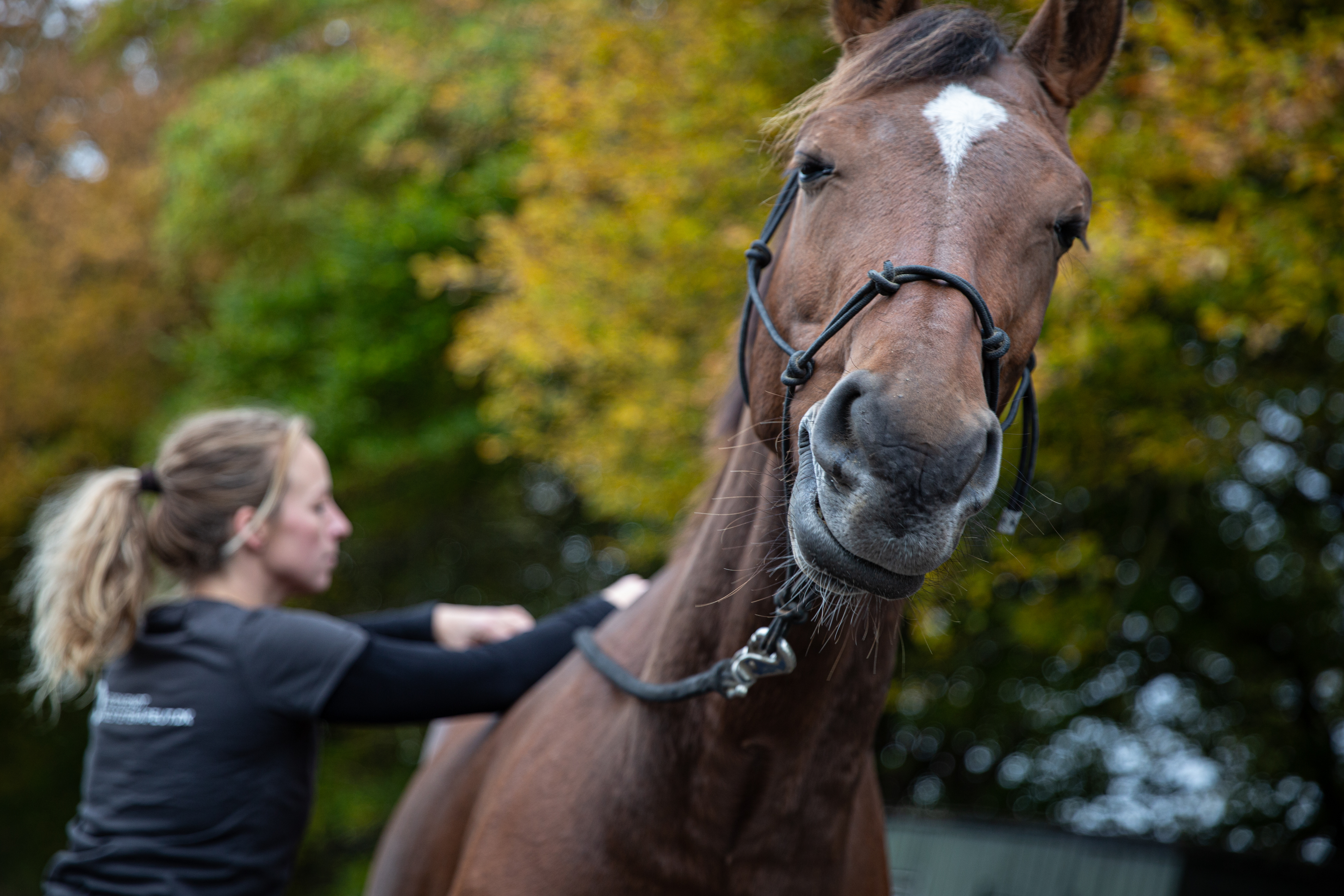 Hest Freja Flensburg Hestemassør Hestemassage Hest Freja Flensburg Hestemassør Hestemassage